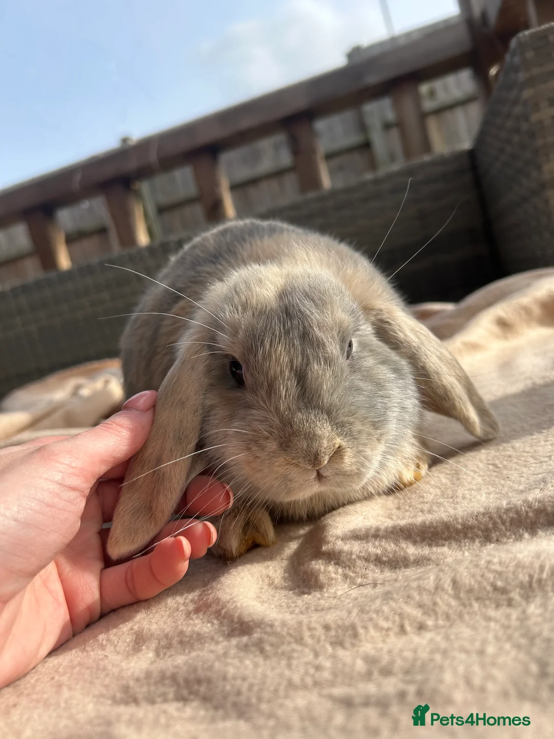 Mini Lop rabbits for sale: Beautifully marked friendly mini lop bunnies - Advert 1