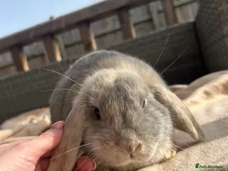 Mini Lop rabbits Beautifully marked friendly mini lop bunnies - Advert 1