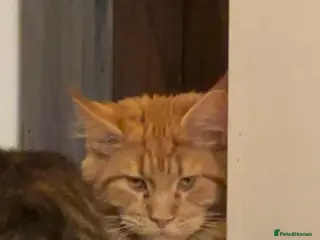 Maine Coon cats Maine coon - Advert 3