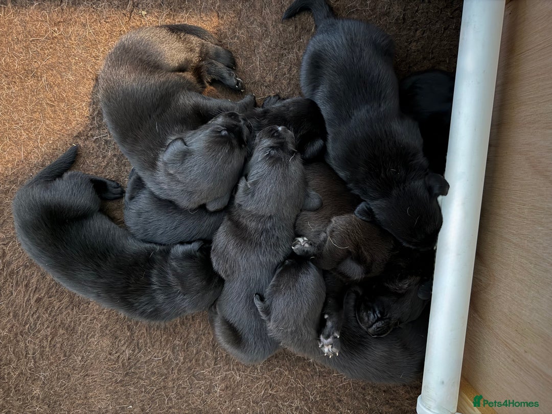 Labrador Retriever dogs for sale: Gorgeous Black Lab Pups - Image 3
