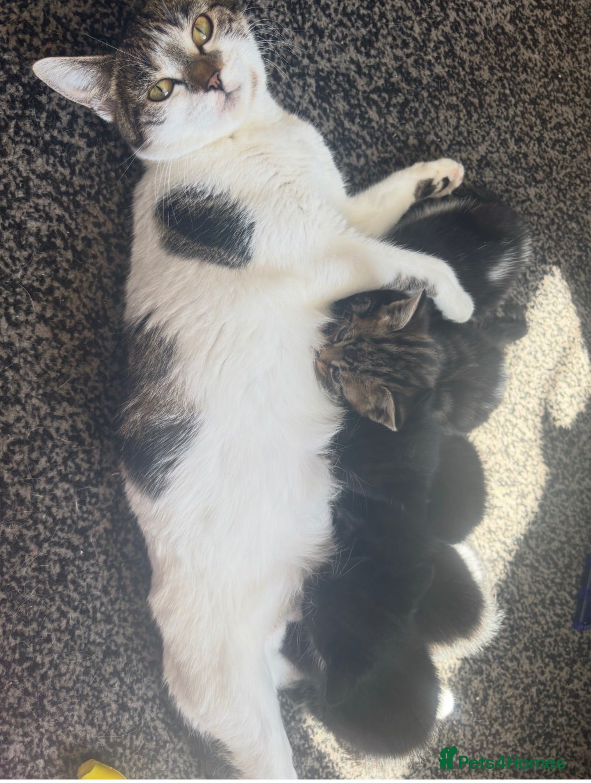 Mixed Breed cats Tabby female and 2 black and white boy kittens - Advert 6