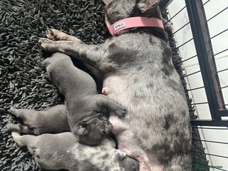 French Bulldog dogs Lilac carrying fluffy - Advert 1