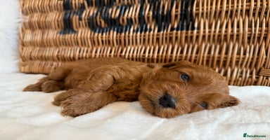 Cockapoo dogs - Advert 14