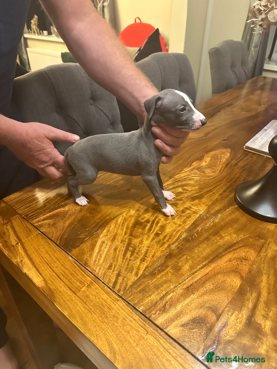 Italian Greyhound dogs for sale: Italian greyhound  - Image 5