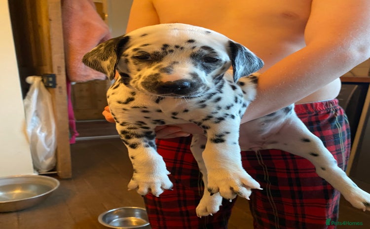 Dalmatian dogs - Advert 1