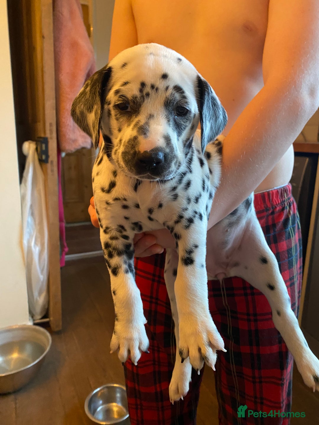 Dalmatian dogs for sale: Top quality show type Dalmatian pups 🐶  - Image 4