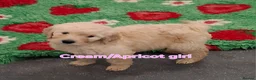 Goldendoodle dogs for sale: F1 Goldendoodle's - Advert 38