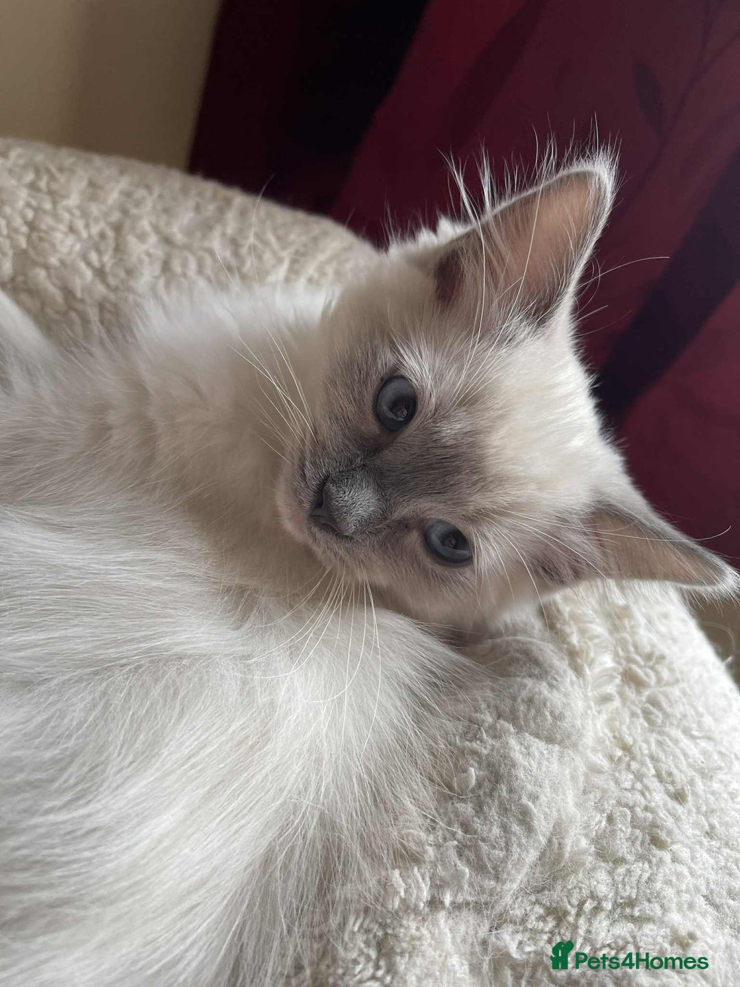 Ragdoll cats for sale: Pure Bred Ragdoll Kittens Available - Image 8