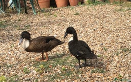 Ducks poultry for sale: Dutch Hookbill ducklings - Image 10