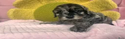 Boxer dogs for sale: Healthy & Playful Boxer Puppies Available Now - Advert 6