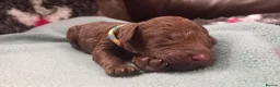 Cockapoo dogs for sale: Last stunning f2b Chocolate cockapoo boy - Advert 31