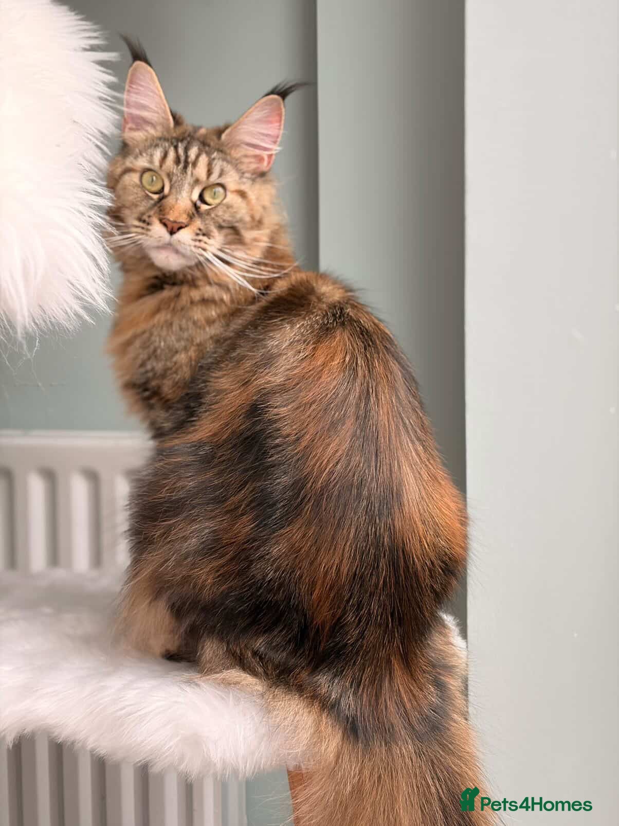Maine Coon cats for sale: TICA Mainecoon Litter Due  - Advert 6