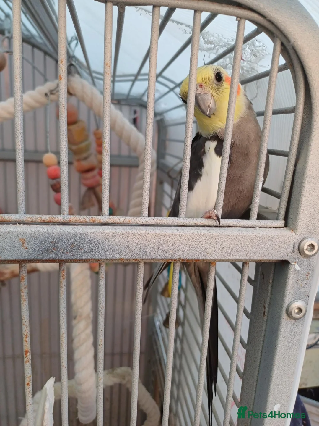 Cockatiels birds for sale: Peeko - Advert 2