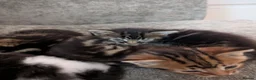 Persian cats for sale: 3 X long haired, Doll faced Persian kittens cross  - Advert 9