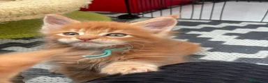 Maine Coon 5
