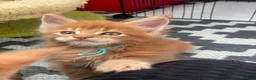 Maine Coon cats for sale:  GORGEOUS MAINE COON KITTENS  in Basingstoke - Advert 6