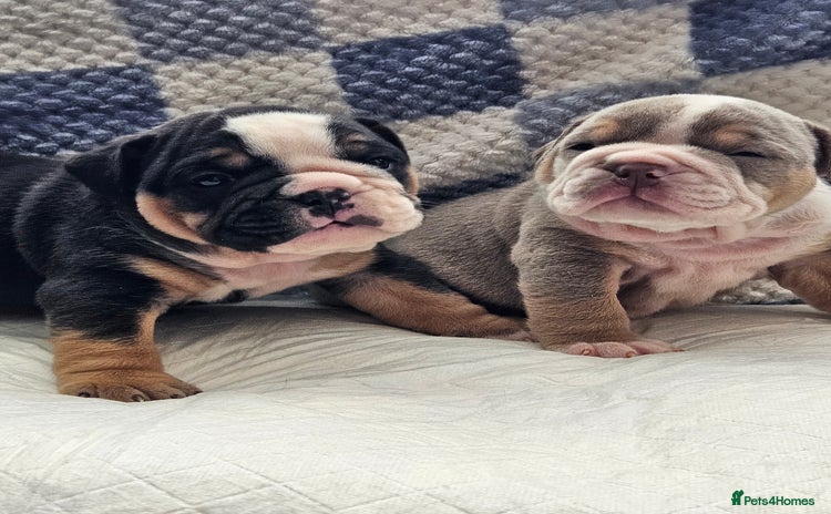 English Bulldog dogs - Advert 1