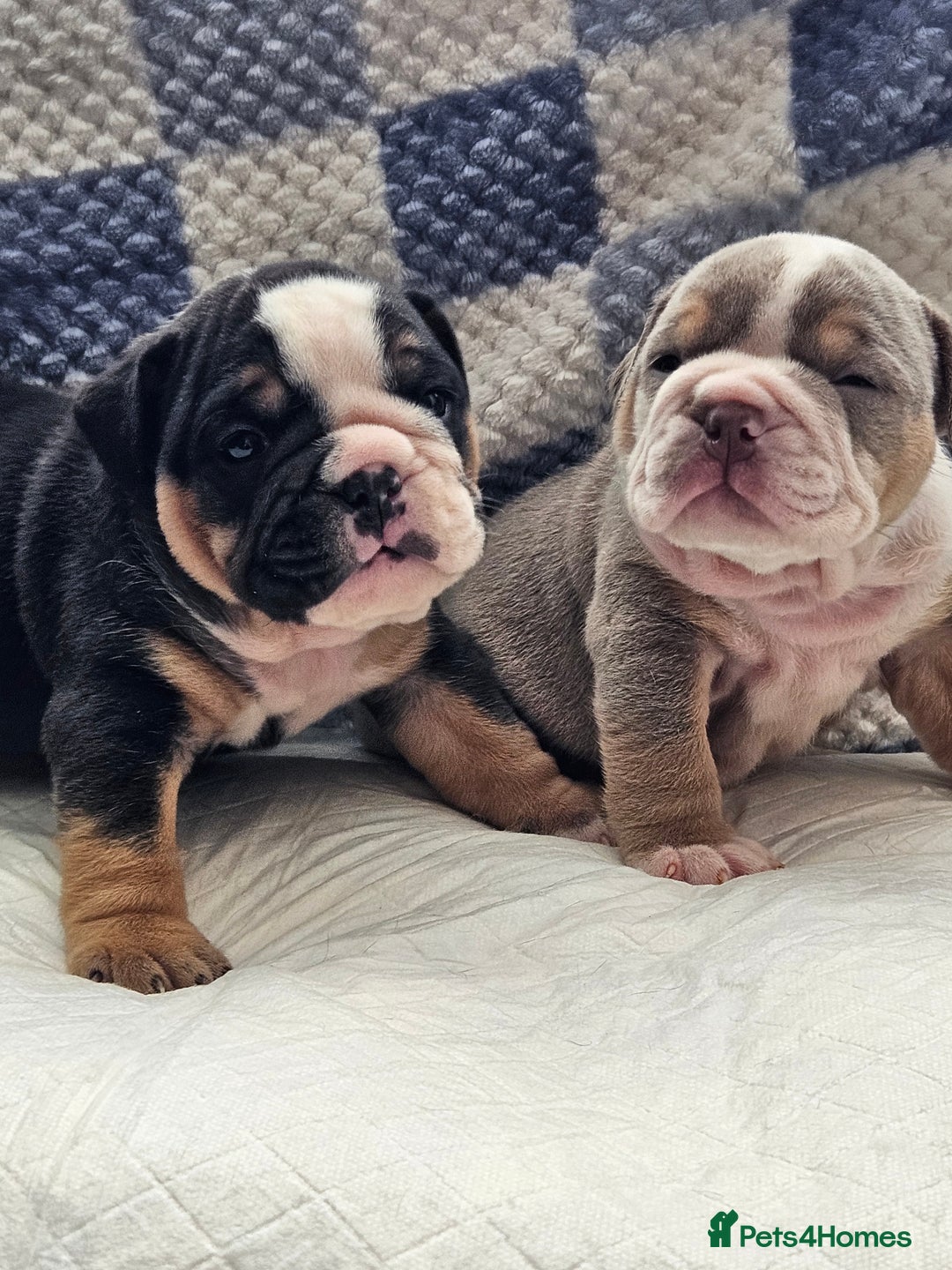 English Bulldog dogs for sale: Kc british bulldog pups💙❤️ - Image 11