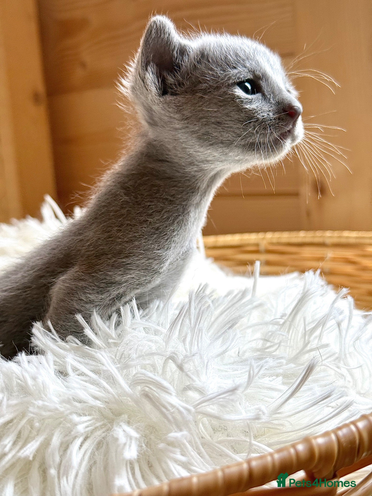 Russian Blue cats *TOP* Quality TICA Pedigree Russian Blue Kittens - Advert 6