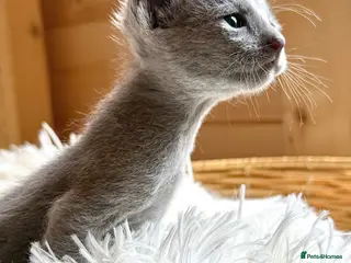 Russian Blue cats *TOP* Quality TICA Pedigree Russian Blue Kittens - Advert 6