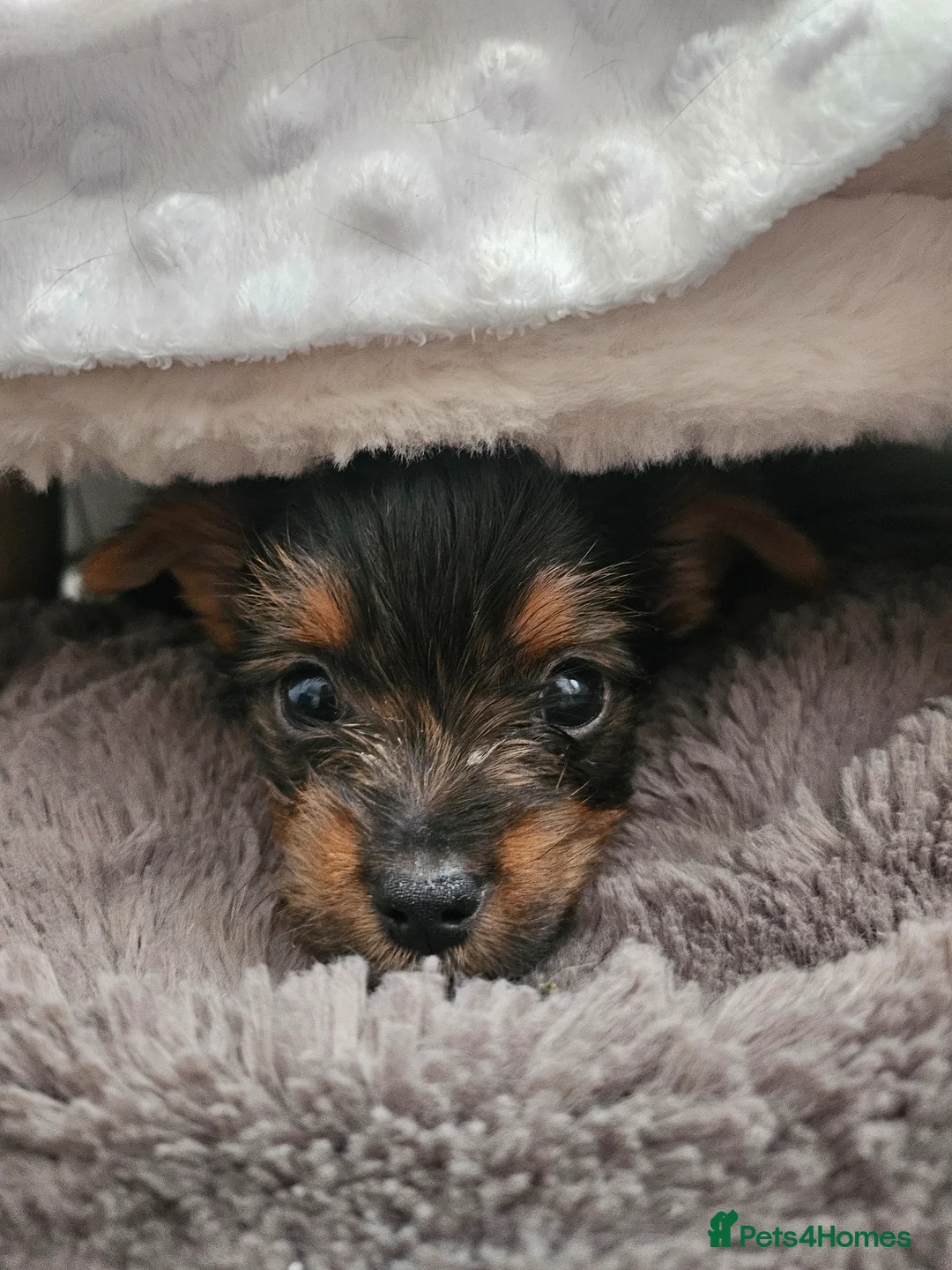 Yorkshire Terrier dogs for sale: Yorkshire terrier mini - Advert 2