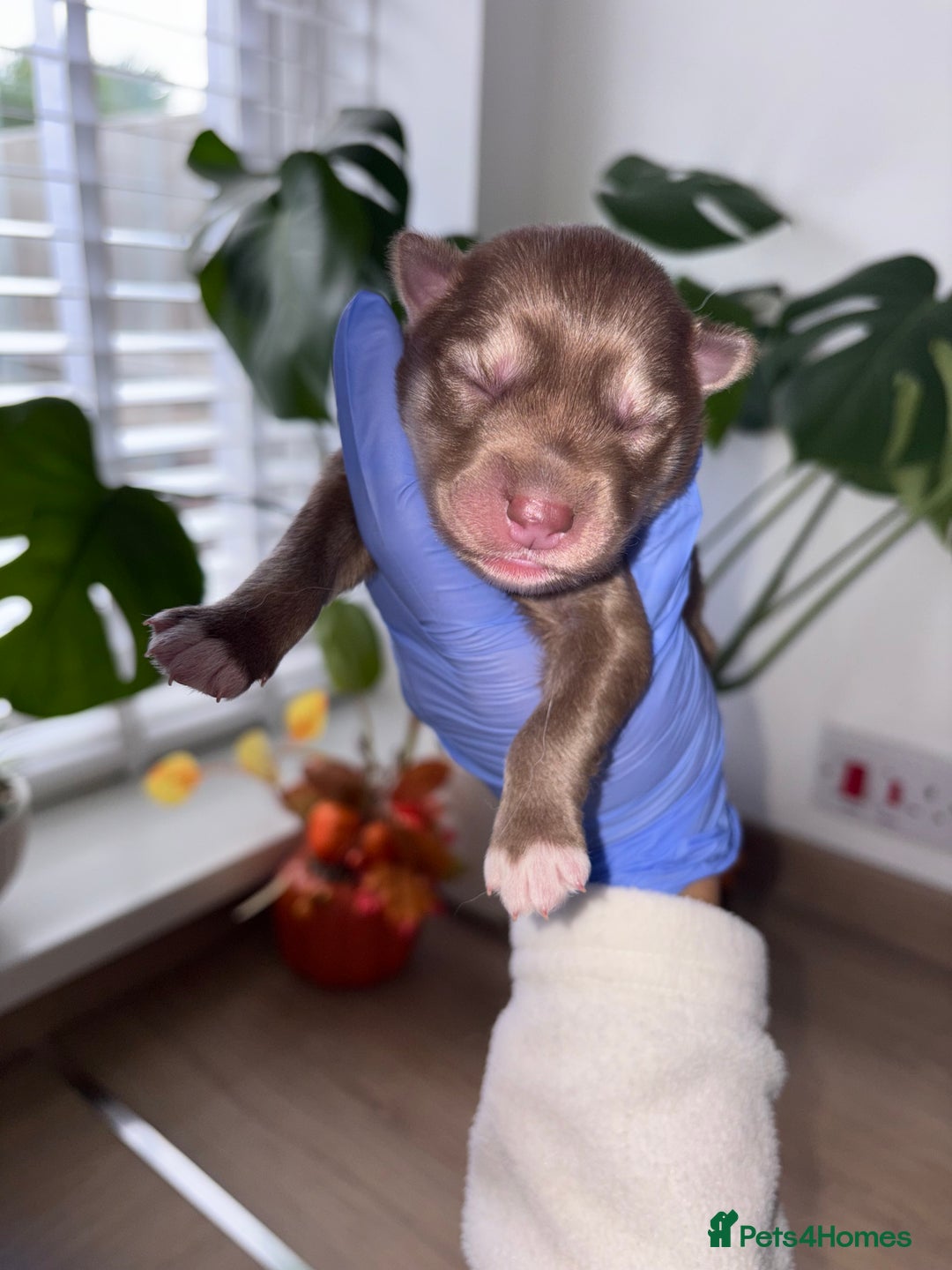 Siberian Husky dogs for sale: Pedigree Siberian Husky Puppies - Image 11