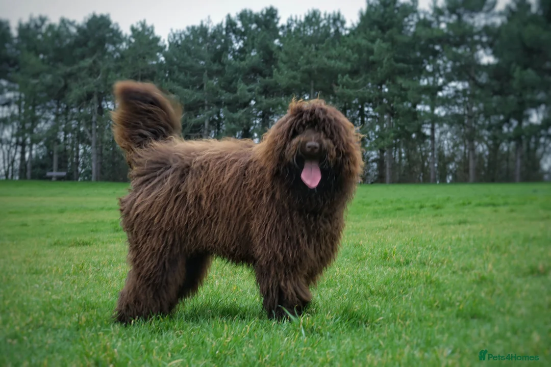 Labradoodle dogs for sale: F4 Standard Labradoodles (Fully Health Tested) - Advert 2