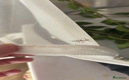 Stick Insects invertebrates for sale: Indian stick insects - Image 2