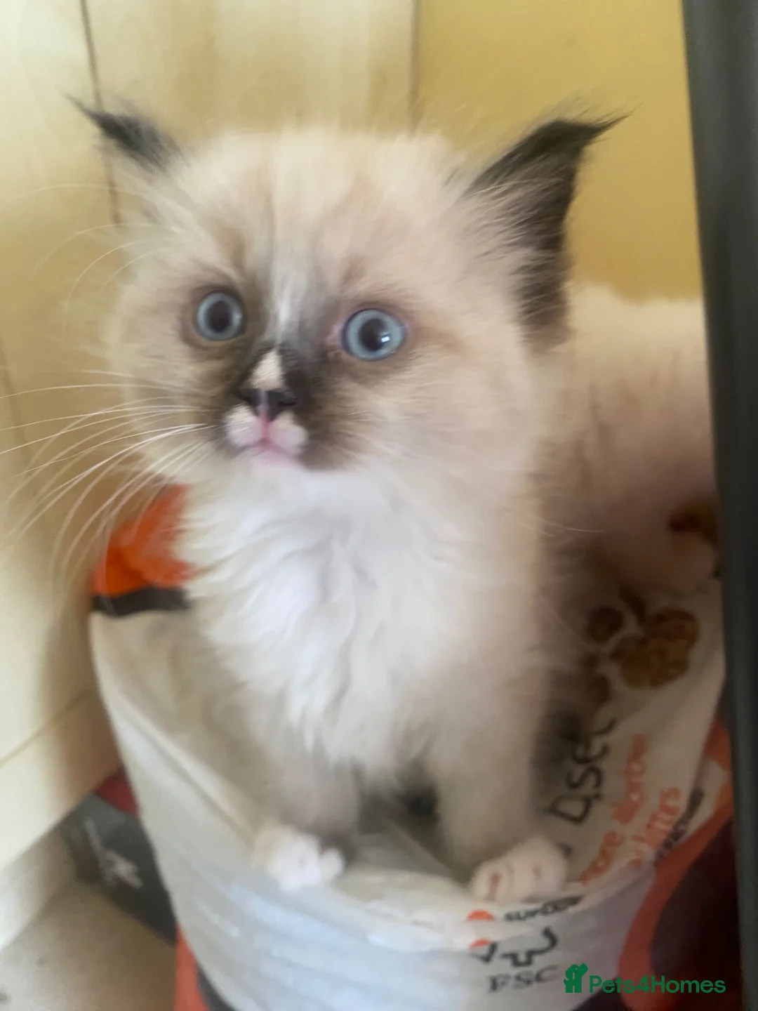 Ragdoll cats for sale: Rare Ragdoll kittens  - Advert 2