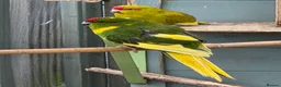 Parakeets birds for sale: Young Kakarikis For Sale - Advert 7