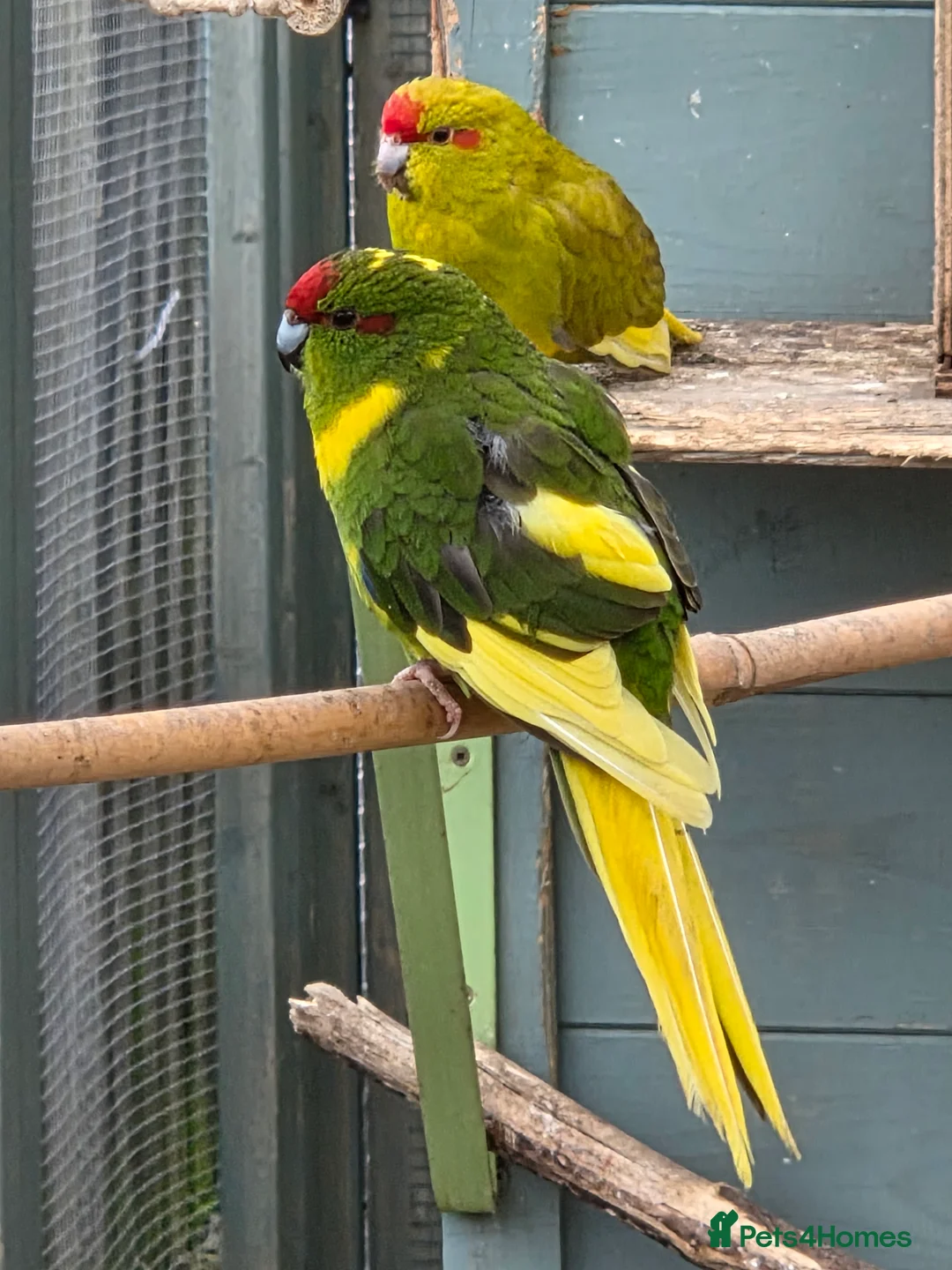 Parakeets birds for sale: Young Kakarikis For Sale - Advert 7