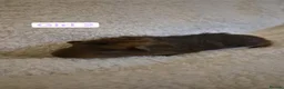 Guinea Pig rodents for sale: Abyssinian x californian guinea pigs - Advert 4