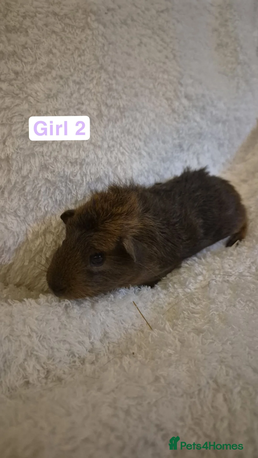 Guinea Pig rodents for sale: Abyssinian x californian guinea pigs - Advert 4