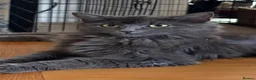Mixed Breed cats for sale: Beautiful fluffy kittens for sale  - Advert 1
