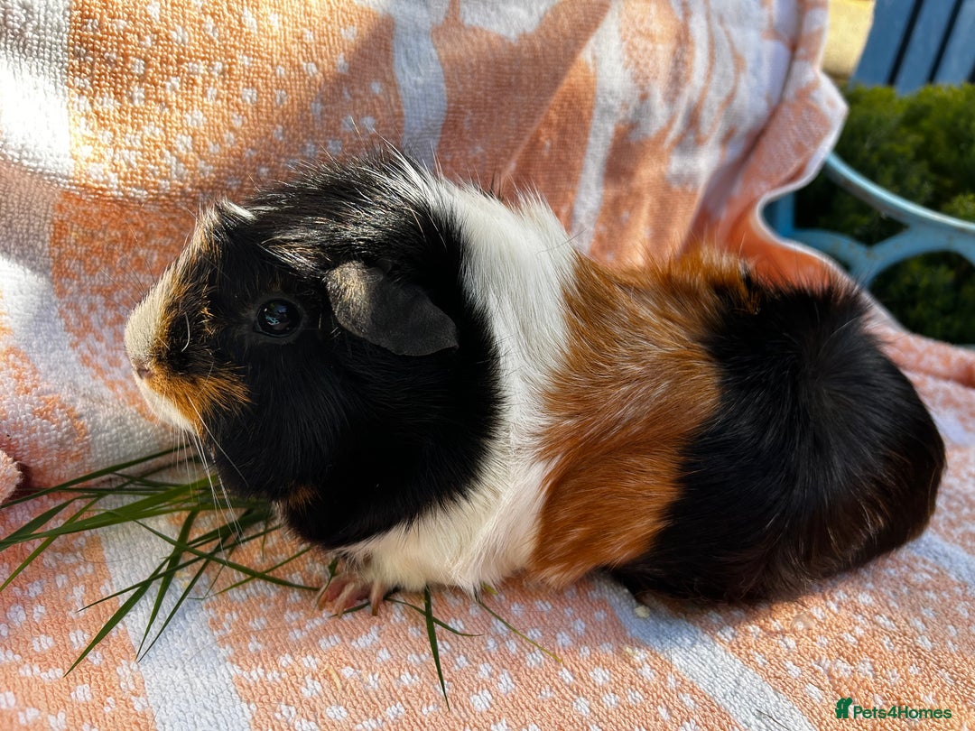 Guinea Pig rodents for sale: Gorgeous Girls  - Image 5