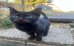 Mixed Breed cats for sale: 3 mixed breed kittens - Image 1