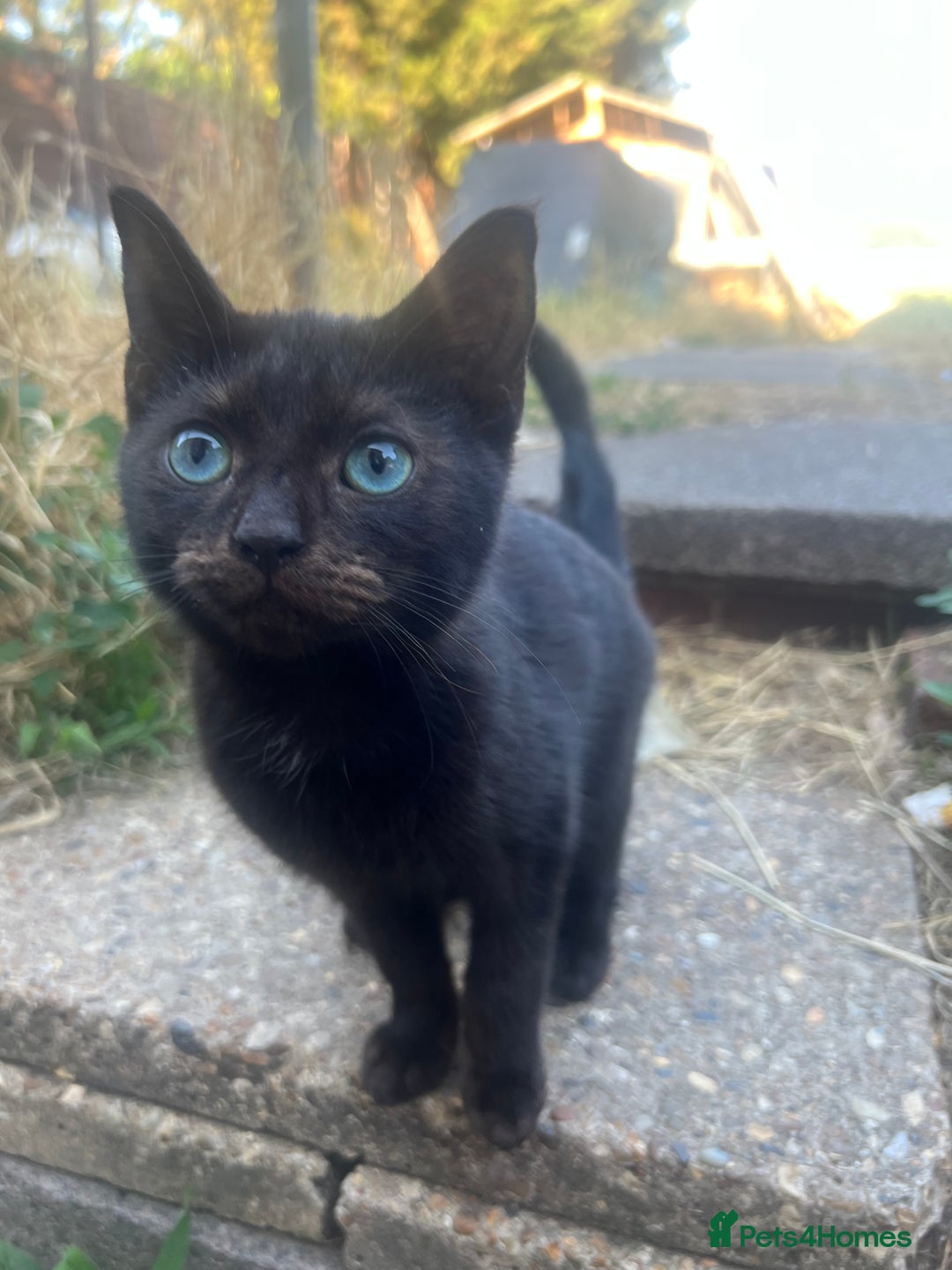 Mixed Breed cats for sale: 3 mixed breed kittens - Image 1