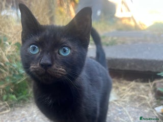 Mixed Breed cats - Advert 25