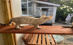 Bengal cats for sale: 5 Bengal kittens , 2 boys and 3 girls  - Image 26