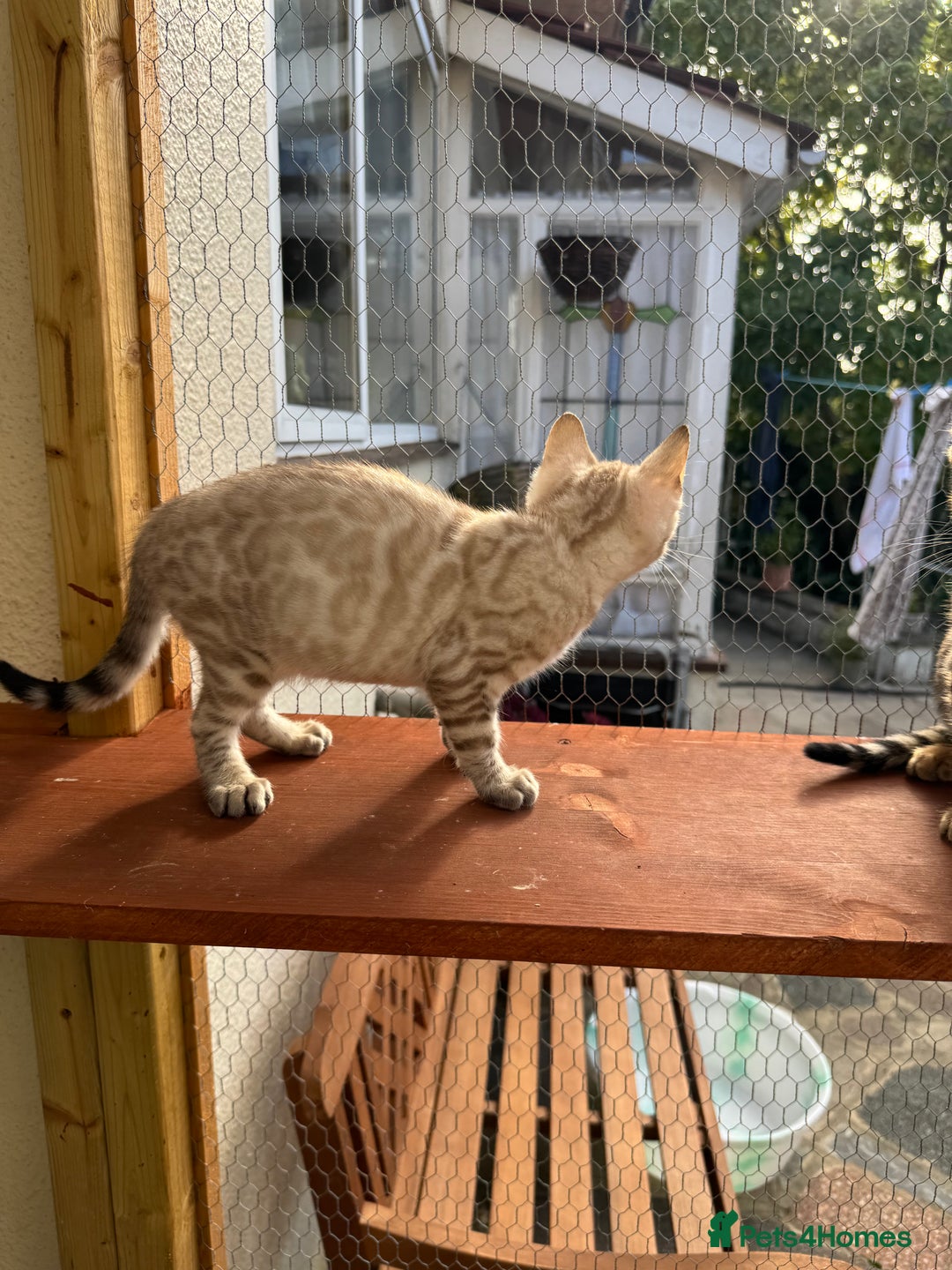 Bengal cats for sale: 5 Bengal kittens , 2 boys and 3 girls  - Image 26