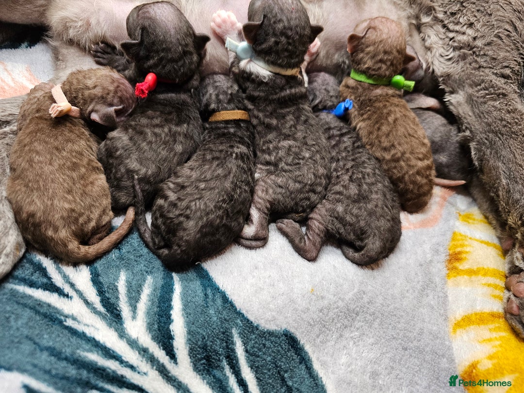 Devon Rex cats for sale: 🎉❤️Beautiful and healthy Devon Rex boy❤️🎉 - Advert 10