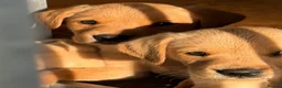 Labrador Retriever dogs for sale: SHAEDS OF YELLOW TO FOXRED - Advert 7