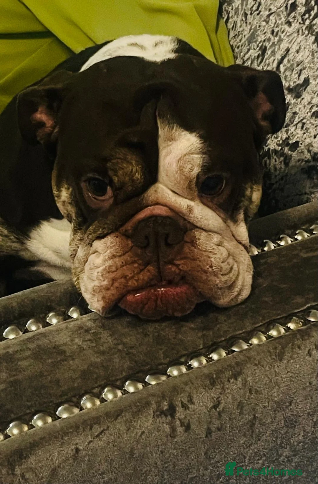 Mixed Breed dogs for sale: Bonded pair frenchie and English bulldog adorable - Advert 3