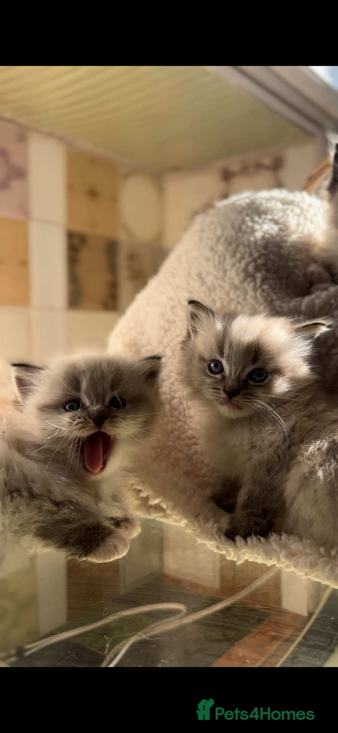 Ragdoll cats for sale: 🌟TICA🌟Champion Ragdoll🏆🏆🏆 - Image 13