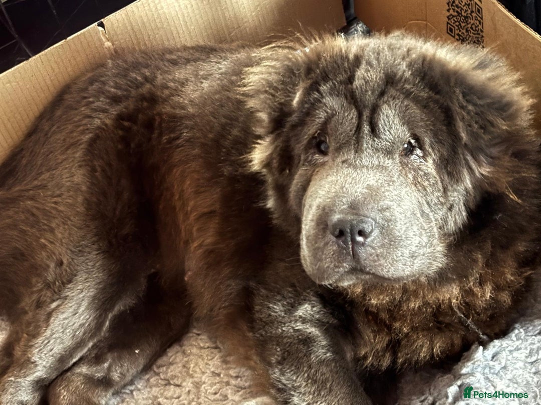 Shar Pei dogs for sale: Beautiful shar pei puppys  - Advert 1