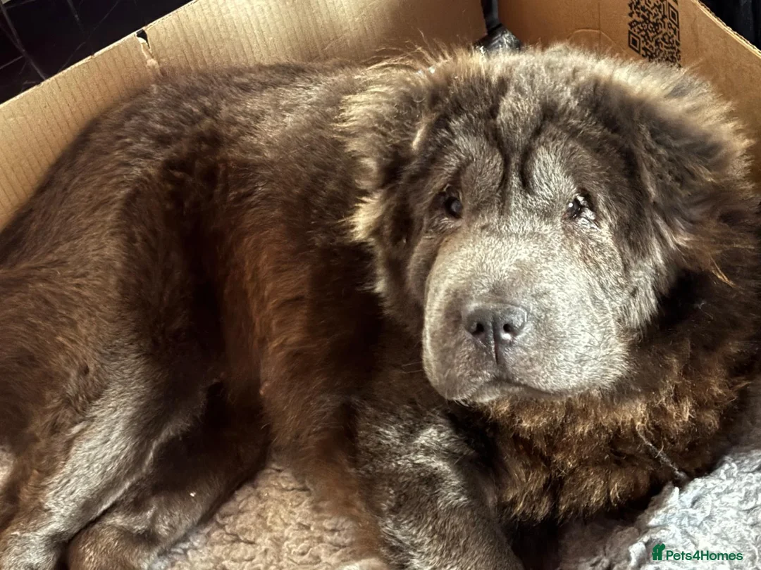 Shar Pei dogs for sale: Beautiful shar pei puppys  - Advert 1