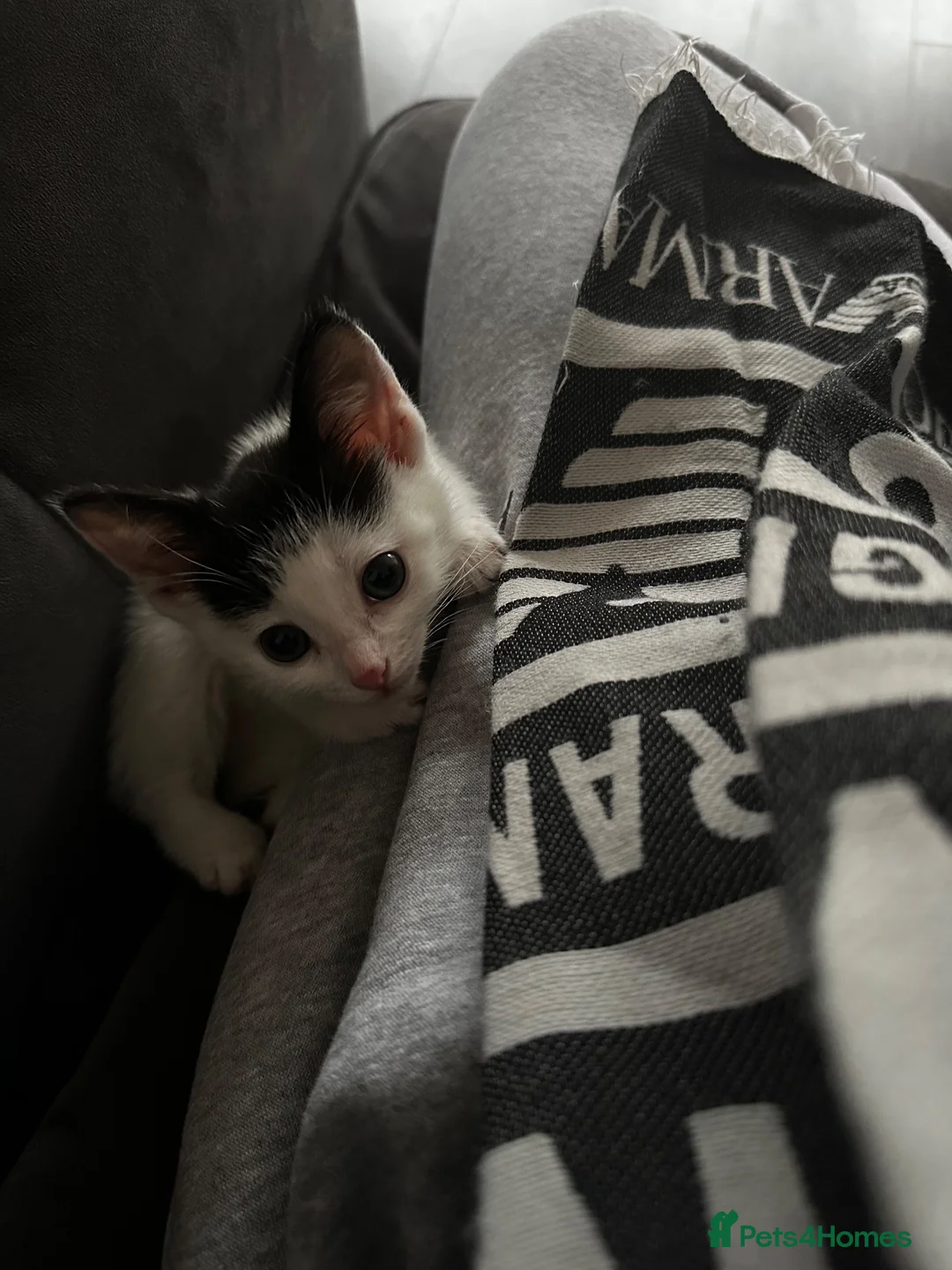 Gorgeous Black & White Female Kitten for sale in Northolt | Pets4Homes