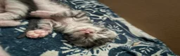 Mixed Breed cats for sale: Bengal cross kittens - Advert 12
