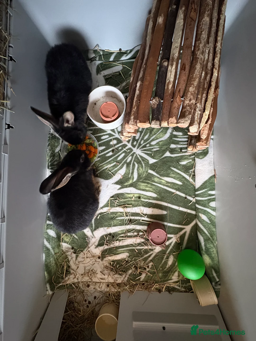 Mixed Breed rabbits for sale: Baby lion head x lops  - Advert 4