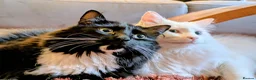 Mixed Breed cats for sale: Playful Maine Coon Mix Needs a Home - Advert 5